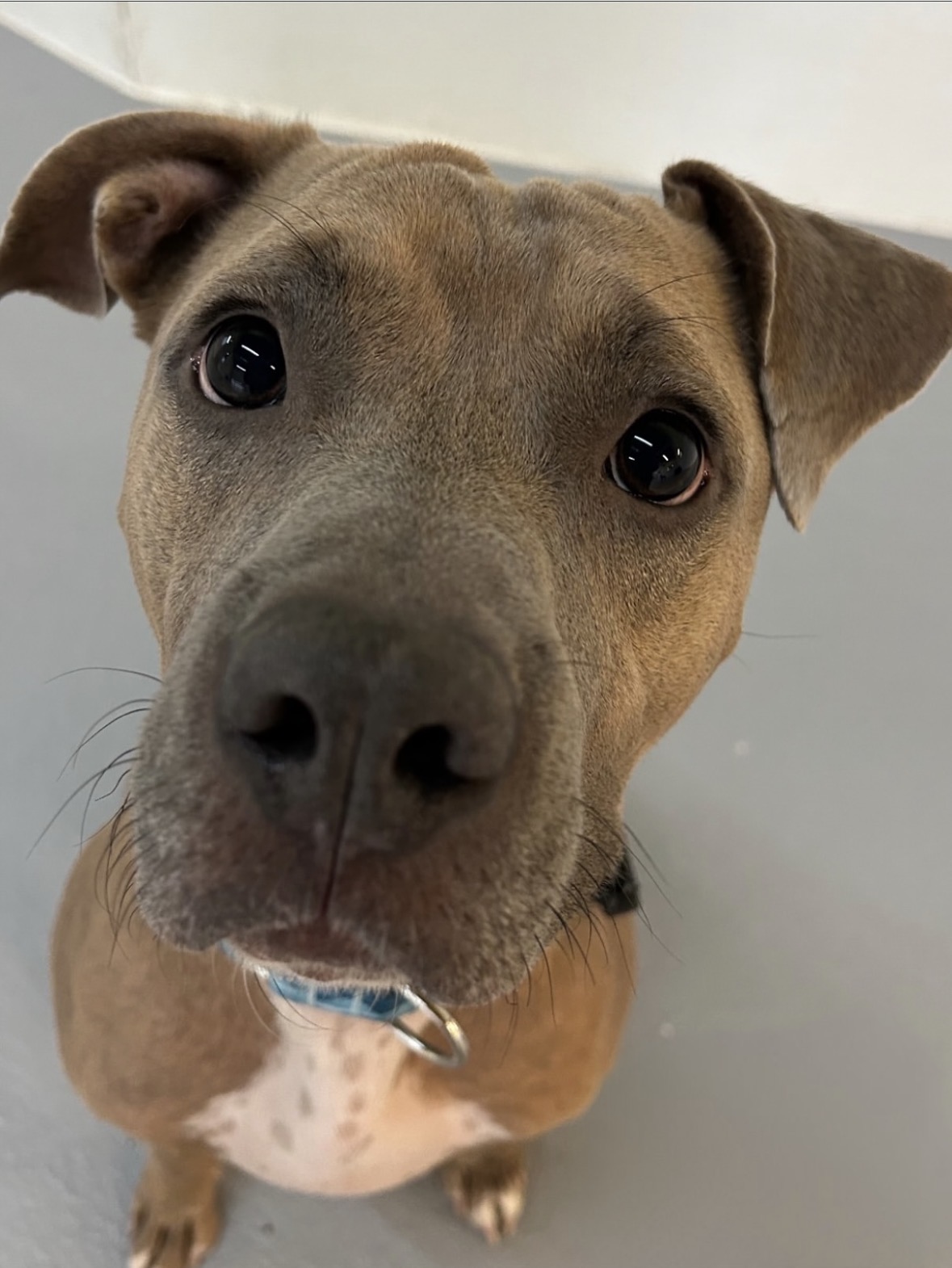 Jax — Kathleen's beloved dog